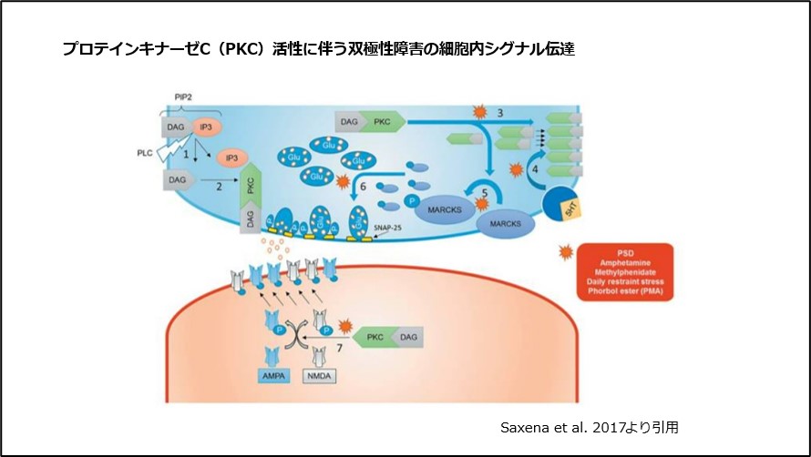 プロテインキナーゼC（PKC）活性に伴う双極性障害の細胞内シグナル伝達