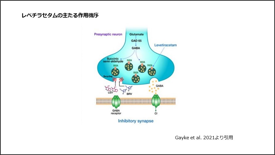 レベチラセタムの主たる作用機序