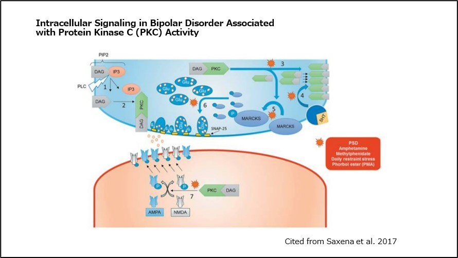 Intracellular Signaling in Bipolar Disorder Associated with Protein Kinase C (PKC) Activity