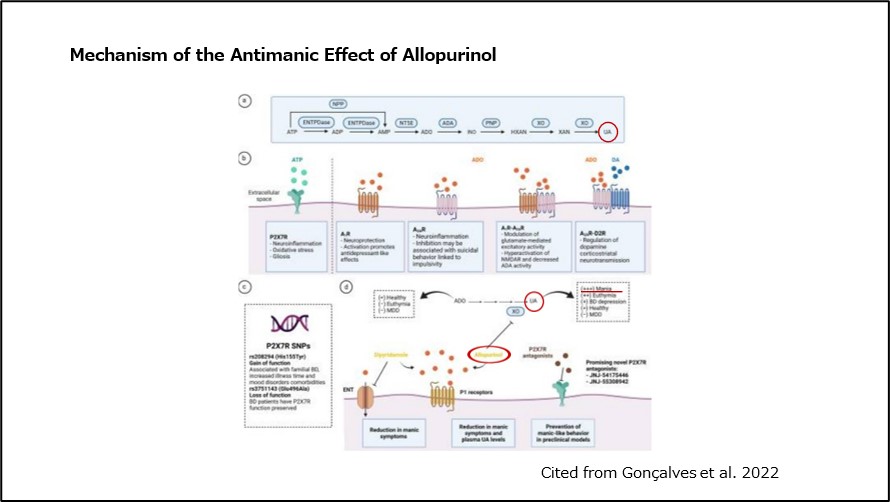 Mechanism of the Antimanic Effect of Allopurinol