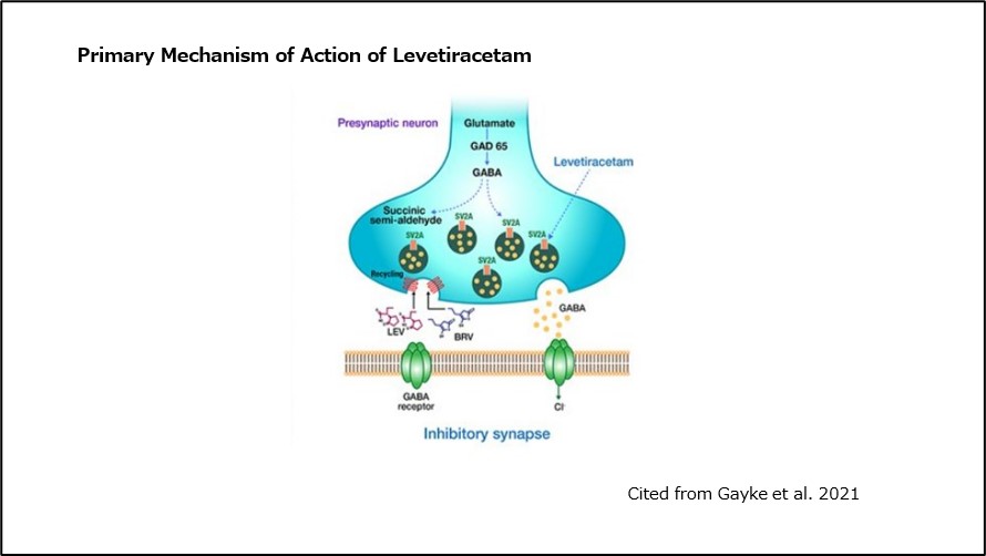 Primary Mechanism of Action of Levetiracetam