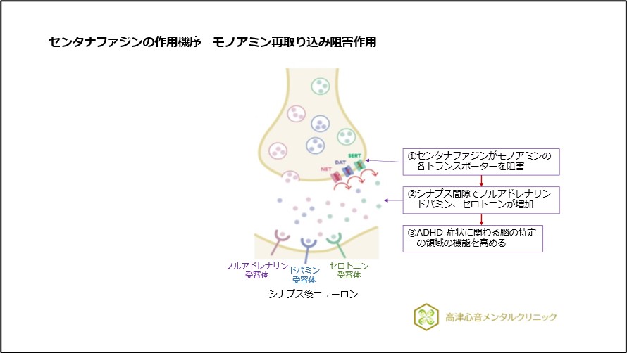 センタナファジンの作用機序 モノアミン再取り込み阻害作用