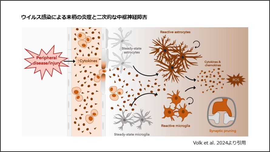 ウイルス感染による末梢の炎症と二次的な中枢神経障害