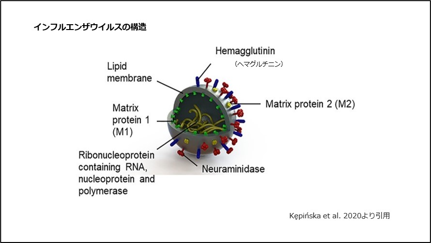 インフルエンザウイルスの構造