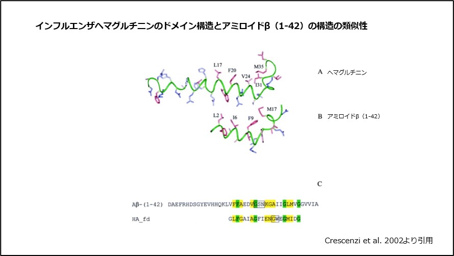 インフルエンザヘマグルチニンのドメイン構造とアミロイドβ-（1-42）構造の類似性
