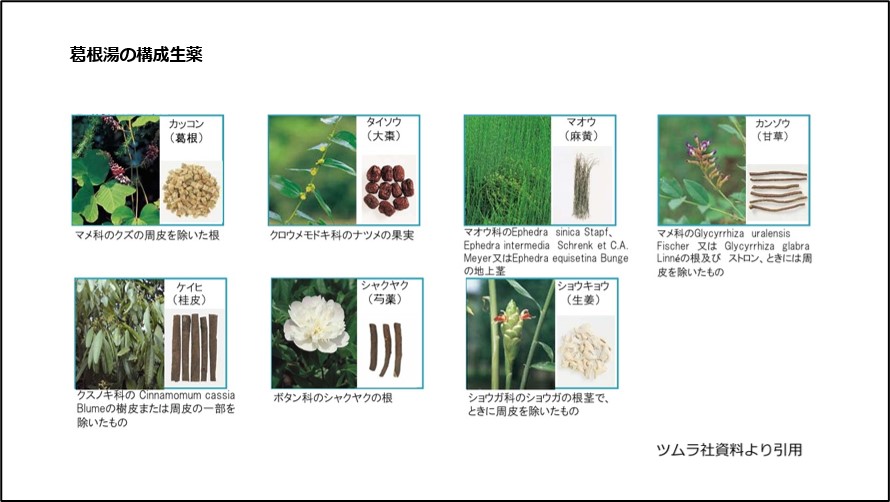 葛根湯の構成生薬