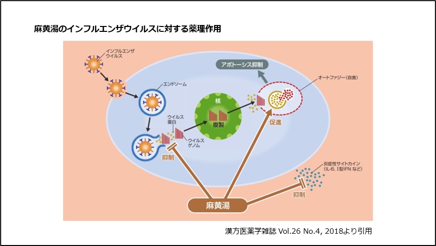 麻黄湯のインフルエンザウイルスに対する薬理作用