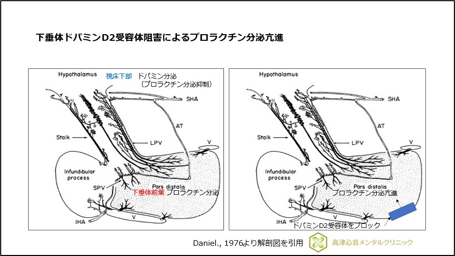 下垂体ドパミンD2受容体阻害によるプロラクチン分泌亢進