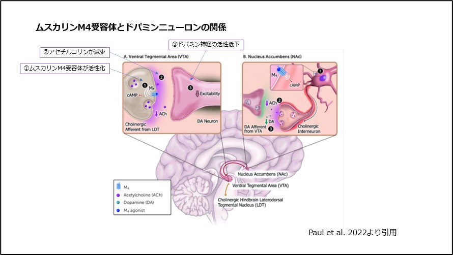 ムスカリンM4受容体とドパミンニューロンの関係