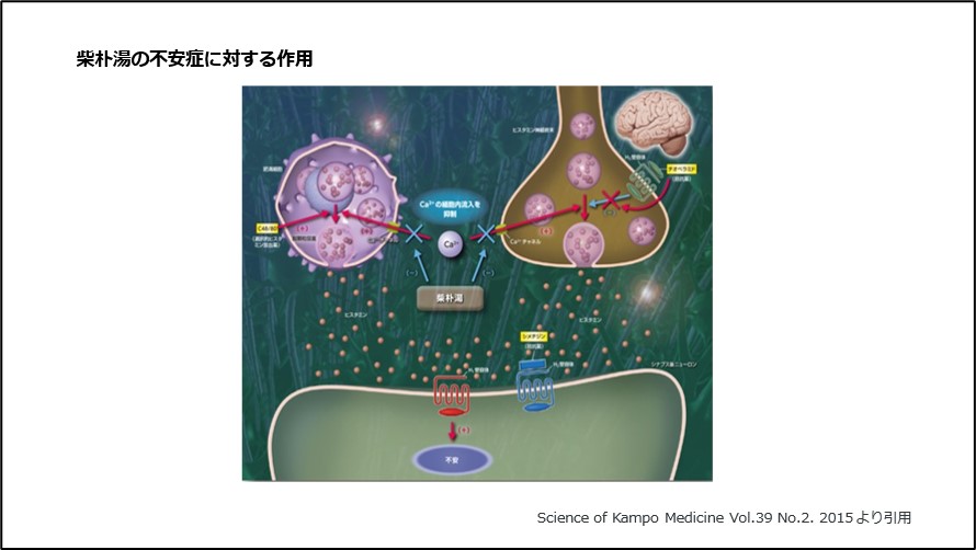 柴朴湯の不安症に対する作用