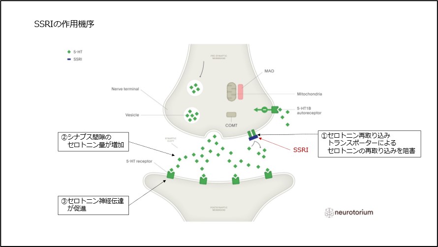 SSRIの作用機序