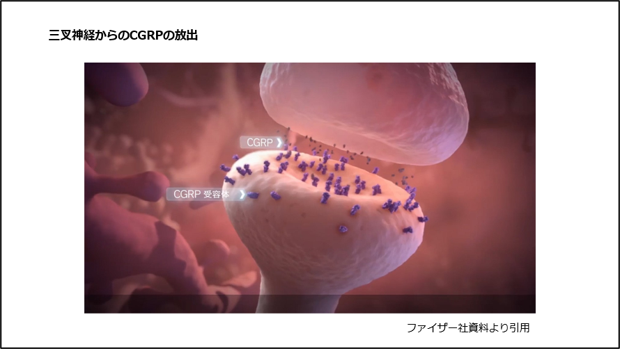 三叉神経からのCGRPの放出