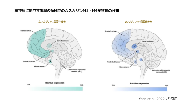 統合失調症新薬Cobenfy（KarXT）（日本未承認薬）について | 高津心音メンタルクリニック